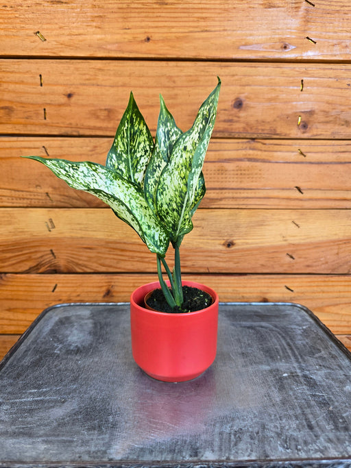 The Plant Farm® Houseplants Aglaonema Snow White, 2” Plant