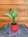 The Plant Farm® Houseplants Aglaonema Snow White, 2” Plant