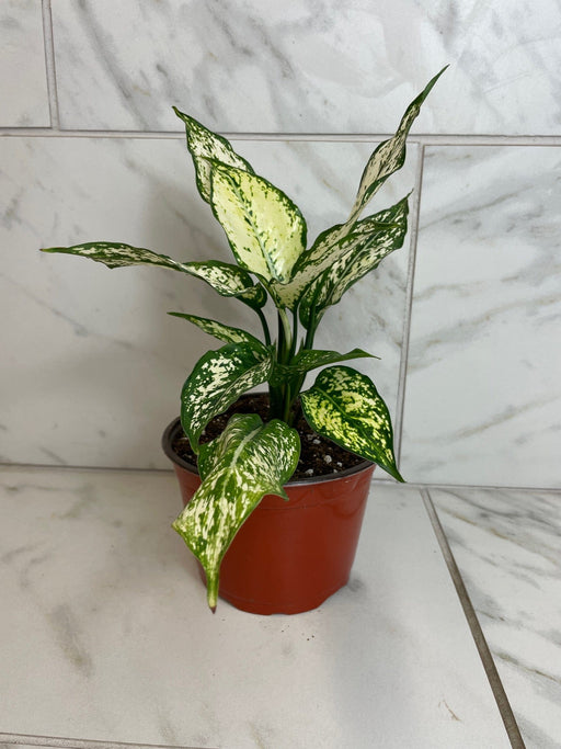 The Plant Farm® Houseplants Aglaonema Snow White, 6" Plant