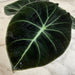 The Plant Farm® Houseplants Alocasia Black Velvet, 4" Plant