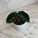 The Plant Farm® Houseplants Alocasia Black Velvet, 4" Plant