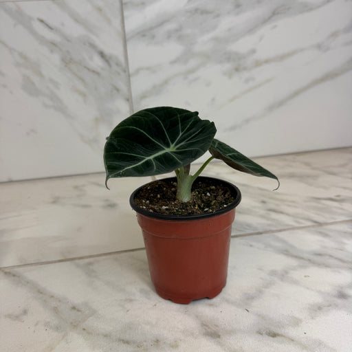 The Plant Farm® Houseplants Alocasia Black Velvet, 4" Plant