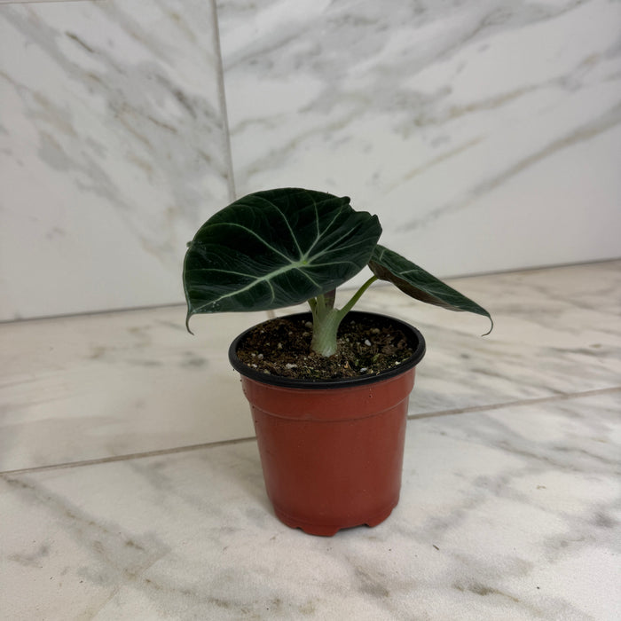 The Plant Farm® Houseplants Alocasia Black Velvet, 4" Plant