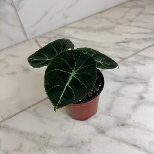 The Plant Farm® Houseplants Alocasia Black Velvet, 4" Plant