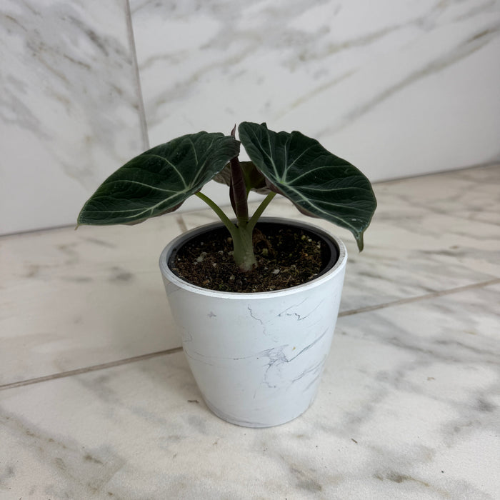 The Plant Farm® Houseplants Alocasia Black Velvet, 4" Plant