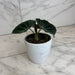 The Plant Farm® Houseplants Alocasia Black Velvet, 4" Plant