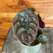 The Plant Farm® Houseplants Alocasia Cuprea Red Secret, 4" Plant