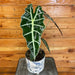 The Plant Farm® Houseplants Alocasia Dwarf Amazonica, 6" Plant