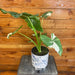The Plant Farm® Houseplants Alocasia Gageana Variegata - Pick Your Plant, 6" Plant