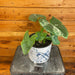 The Plant Farm® Houseplants Alocasia Gageana Variegata - Pick Your Plant, 6" Plant