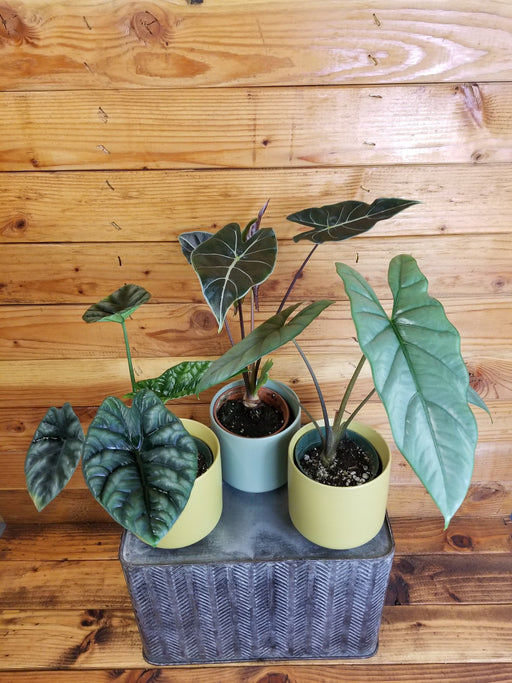 The Plant Farm® Houseplants Alocasia Gift Set! Get all 3 - Alocaisa Dragon's Tooth, Alocasia Heterophylla Corazon, and Alocasia Quilted Dream - 4" Plant