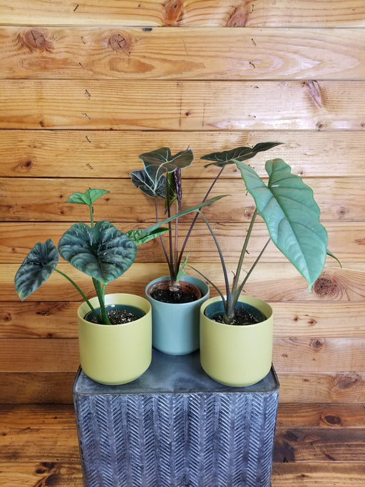 The Plant Farm® Houseplants Alocasia Gift Set! Get all 3 - Alocaisa Dragon's Tooth, Alocasia Heterophylla Corazon, and Alocasia Quilted Dream - 4" Plant