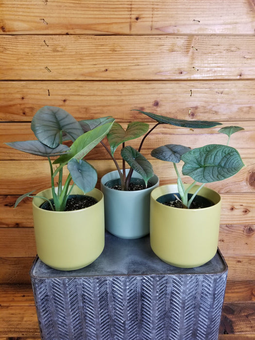The Plant Farm® Houseplants Alocasia Gift Set! Get all 3 - Alocaisa Melo, Alocasia Reginae, and Alocasia Scalprum - 4" Plant