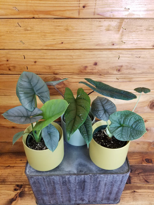 The Plant Farm® Houseplants Alocasia Gift Set! Get all 3 - Alocaisa Melo, Alocasia Reginae, and Alocasia Scalprum - 4" Plant