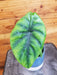 The Plant Farm® Houseplants Alocasia Green Shield, 4" Plant