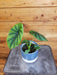 The Plant Farm® Houseplants Alocasia Green Shield, 4" Plant