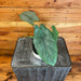 The Plant Farm® Houseplants Alocasia Heterophylla Corazon, 4" Plant