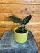The Plant Farm® Houseplants Alocasia Infernalis Kapit, 4" Plant