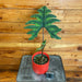 The Plant Farm® Houseplants Alocasia Jacklyn - Pick Your Plant, 4" Plant