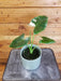 The Plant Farm® Houseplants Alocasia Macrorrhizos Albo, 4" Plant