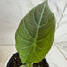 The Plant Farm® Houseplants Alocasia Maharani, 4" Plant