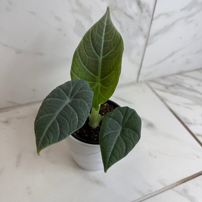 The Plant Farm® Houseplants Alocasia Maharani, 4" Plant