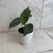 The Plant Farm® Houseplants Alocasia Maharani, 4" Plant