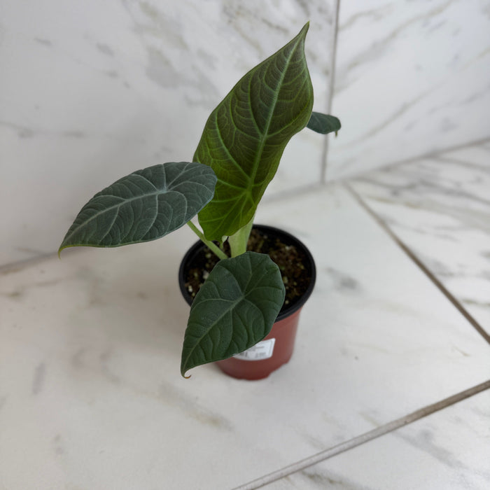 The Plant Farm® Houseplants Alocasia Maharani, 4" Plant