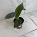 The Plant Farm® Houseplants Alocasia Maharani, 4" Plant