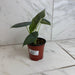 The Plant Farm® Houseplants Alocasia Maharani, 4" Plant