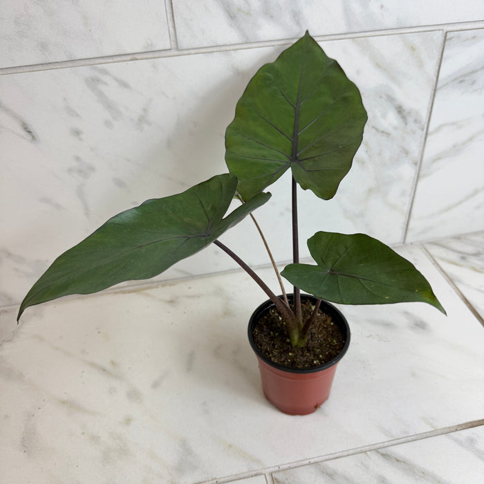 The Plant Farm® Houseplants Alocasia Metalhead, 4" Plant