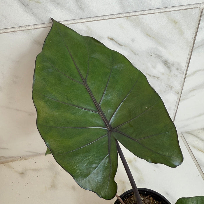 The Plant Farm® Houseplants Alocasia Metalhead, 4" Plant
