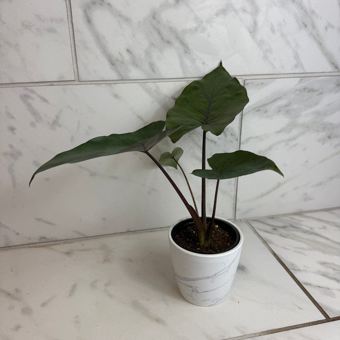 The Plant Farm® Houseplants Alocasia Metalhead, 4" Plant