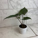 The Plant Farm® Houseplants Alocasia Metalhead, 4" Plant