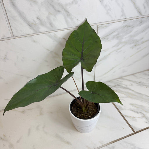 The Plant Farm® Houseplants Alocasia Metalhead, 4" Plant