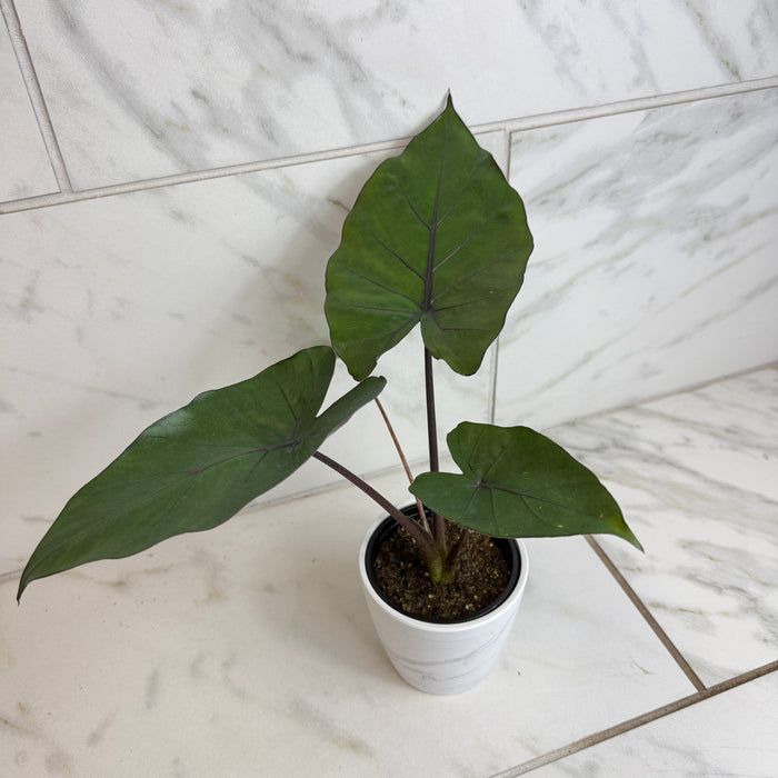 The Plant Farm® Houseplants Alocasia Metalhead, 4" Plant