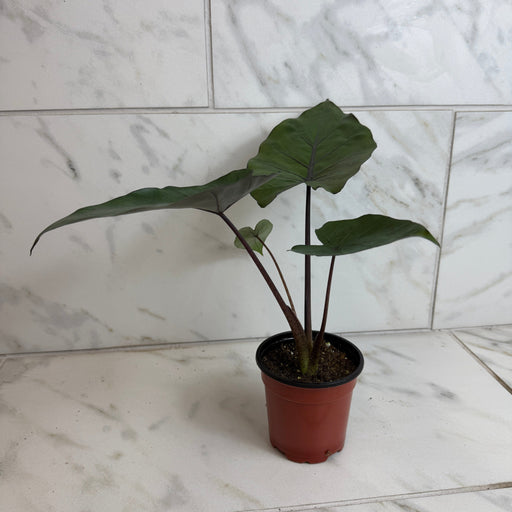 The Plant Farm® Houseplants Alocasia Metalhead, 4" Plant