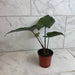 The Plant Farm® Houseplants Alocasia Metalhead, 4" Plant