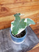 The Plant Farm® Houseplants Alocasia Mickey Mouse, 4" Plant