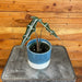 The Plant Farm® Houseplants Alocasia Nobilis, 4" Plant
