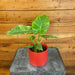 The Plant Farm® Houseplants Alocasia Odora Aurea, 4" Plant