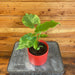 The Plant Farm® Houseplants Alocasia Odora Aurea, 4" Plant