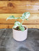 The Plant Farm® Houseplants Alocasia Odora Variegated, 2" Plant