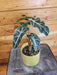 The Plant Farm® Houseplants Alocasia Polly, 4" Plant