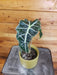 The Plant Farm® Houseplants Alocasia Polly, 4" Plant