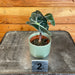 The Plant Farm® Houseplants Alocasia Polly Variegated-Pick Your Plant, 2" Plant