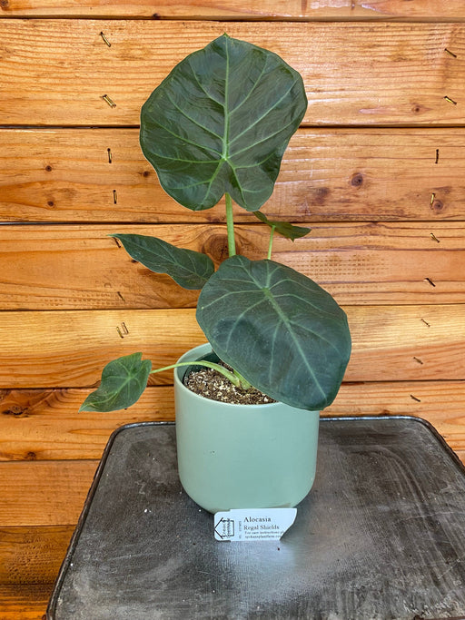 The Plant Farm® Houseplants Alocasia Regal Shield, 4” Plant
