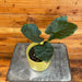 The Plant Farm® Houseplants Alocasia Regal Shield, 4” Plant