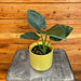 The Plant Farm® Houseplants Alocasia Regal Shield, 4” Plant