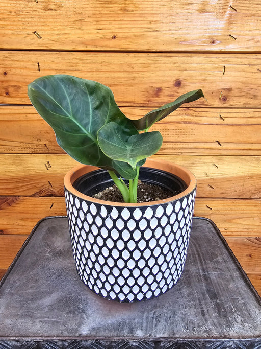 The Plant Farm® Houseplants Alocasia Regal Shield, 6” Plant